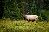 DSC_1336_edited-3