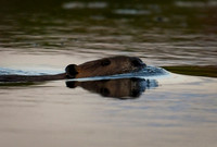 2026-09-01 - Around the Area - Beaver