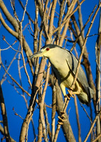 DSC_1662_edited