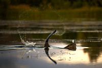 DSC_1705_edited-3