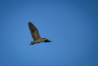 DSC_1520_edited