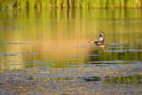 DSC_1572_edited-3