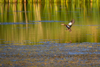 DSC_1572_edited-2