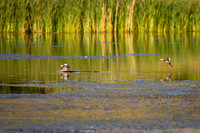 DSC_1573_edited