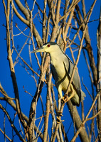 DSC_1638_edited-2