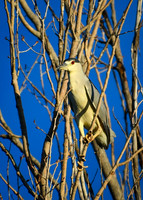 DSC_1647_edited