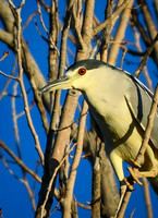DSC_1657_edited