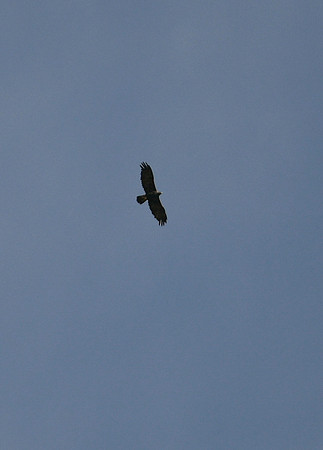 DSC_0351_edited-3 - Golden Eagle