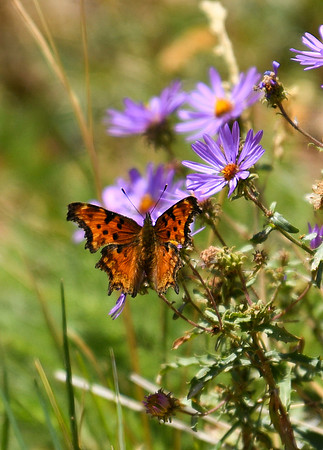 DSC_0654_edited - Oreas Angelwing butterfly on Alpine Aster flower