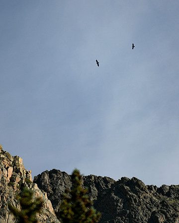 DSC_0304_edited - Golden Eagles soar above the Silver Plume granite spires.