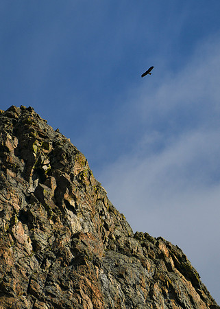 DSC_0363_edited - Golden Eagle