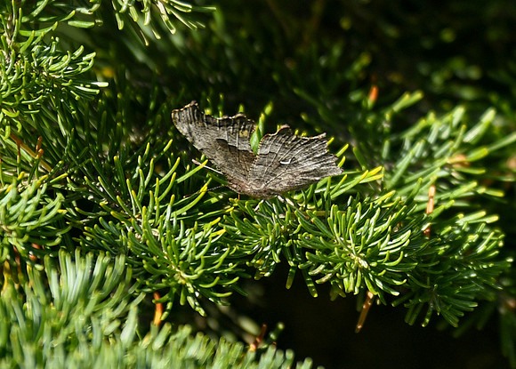 DSC_0431_edited_edited-1 - Green Comma (angel-wing) - underside.