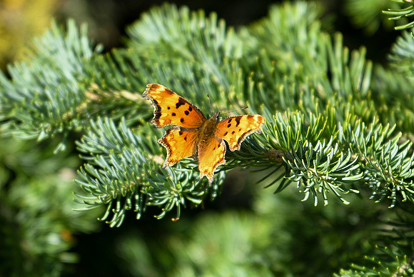 DSC_0448_edited - Green Comma (angel-wing) butterfly