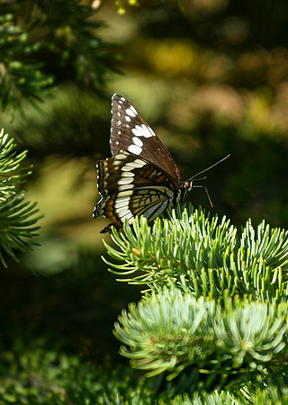 DSC_0431_edited_edited -Weidemeyer's admiral - 2026/09/06