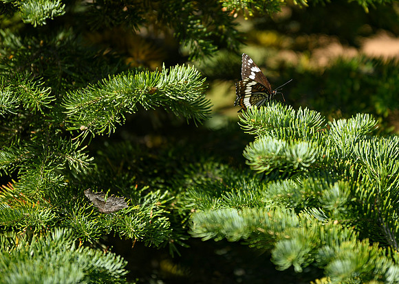 DSC_0431_edited - Butterflies on a spruce.
