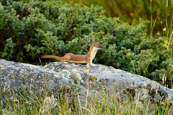 DSC_9985_edited - Long-Tailed Weasel