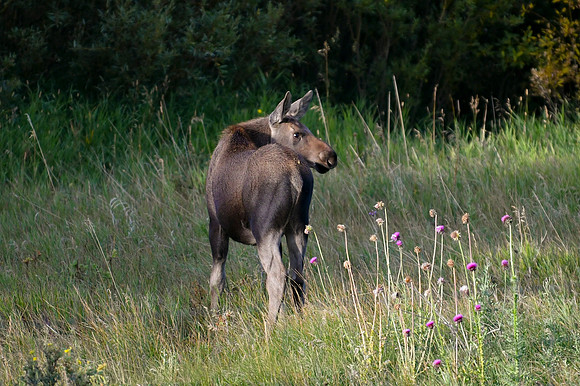 DSC_0125_edited
