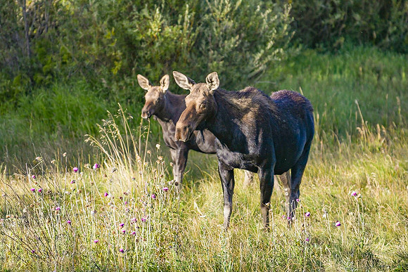 DSC_0217_edited-1AI - All is well!