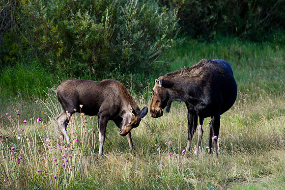 DSC_0187_edited-2 - Mama moose is much more emphatic with her warning...