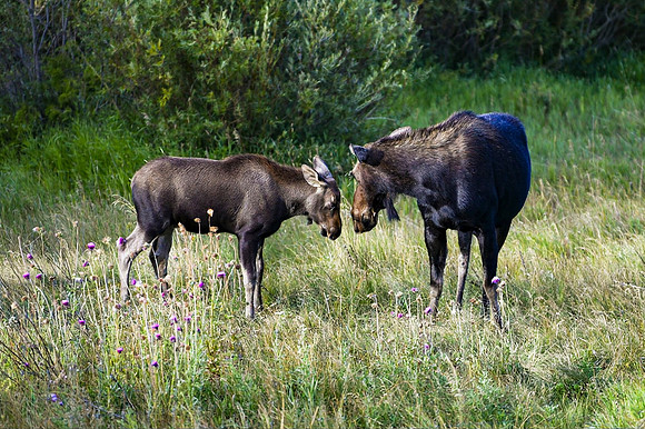 DSC_0189_edited-AI-1 -  After the third 'try', mama moose gave a swift kick to make her point!