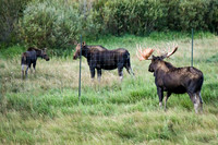 DSC_9502_edited - 2026/09/06