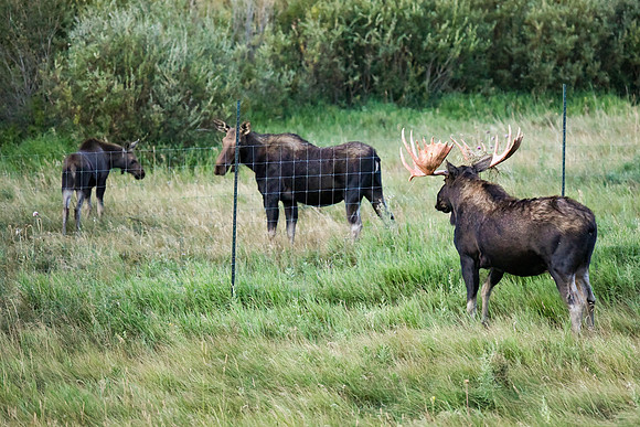 DSC_9502_edited - 2026/09/06