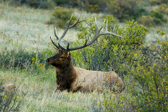 DSC_1307_edited - Gorgeous 6x7 Bull