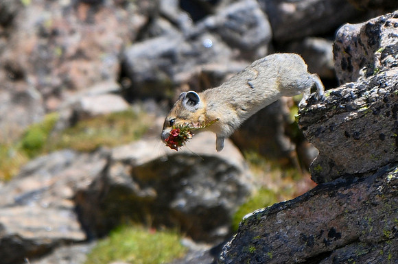 DSC_3420_edited-3-MXK - Pika - We have lift off!
