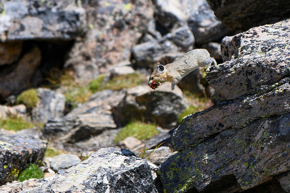 DSC_3420_edited-MXK - Pika