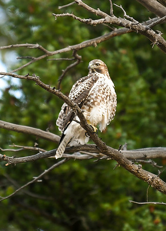 DSC_3026_edited-MXK-1 - Juvinile Red-Tailed Hawk