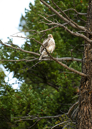DSC_3026_edited-MXK - Juvinile Red-Tailed Hawk