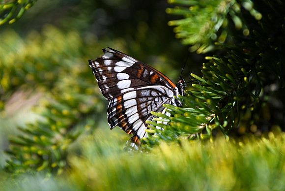 DSC_3262_edited-MXK -Weidemeyer's admiral - 2026/09/06