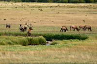 DSC_9405_edited - 2026/09/05 - KJ with his harem