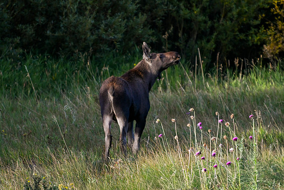 DSC_0139_edited