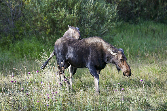 DSC_0166_edited - instinct kicks in...