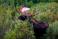 2026-09-5/6 - RMNP - All Creatures Great and Small