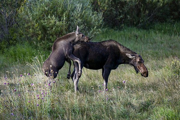 DSC_0176_edited - The young bull calf didn't get the message...