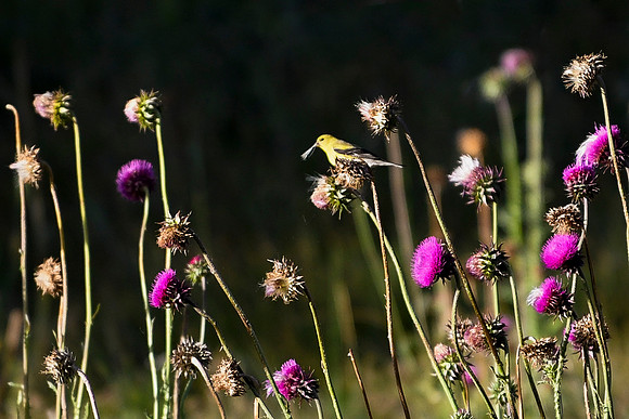 DSC_0272_edited - American Goldfinch (female) snacking on Musk Thistles