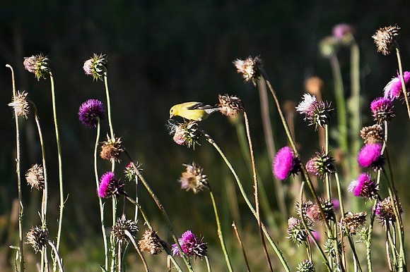 DSC_0264_edited - American Goldfinch (female) snacking on Musk Thistles