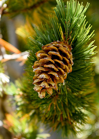 DSC_0674_edited - Just a pine cone