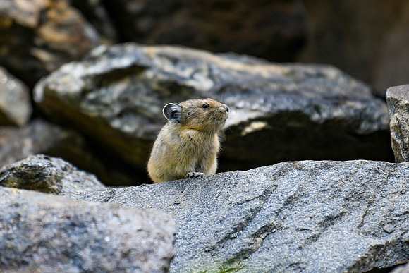 DSC_3293_edited-MXK - Pika in the forest.