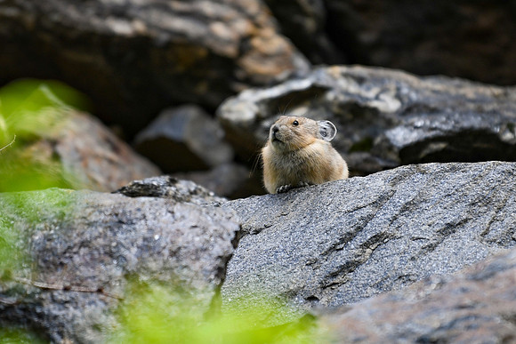 DSC_3282_edited-MXK - Pika in the forest.