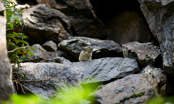 DSC_3293_edited-MXK-1 - Pika in the forest.