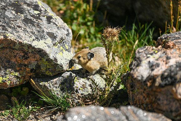 DSC_1050_edited