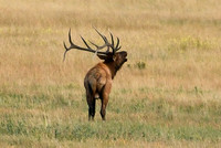 DSC_9417_edited_edited - KJ