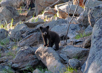 2017-Bear Cub-1_edited