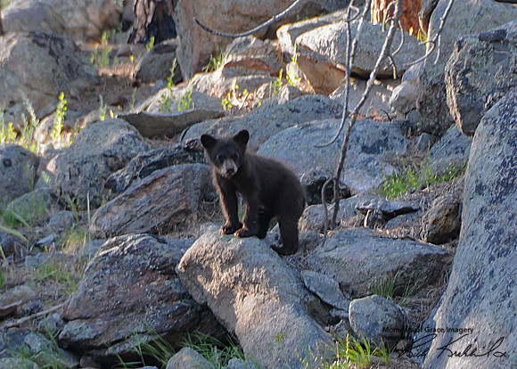 2017-Bear Cub-1_edited