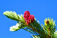 DSC_0563_edited - Norway Spruce