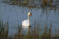 DSC_8483_edited - Mute Swan