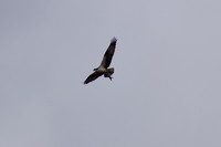 DSC_0025_edited - Osprey with fish